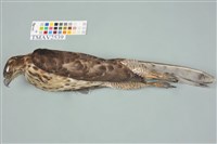 鳳頭蒼鷹藏品圖，第6張